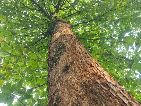 Nature Stock Photos