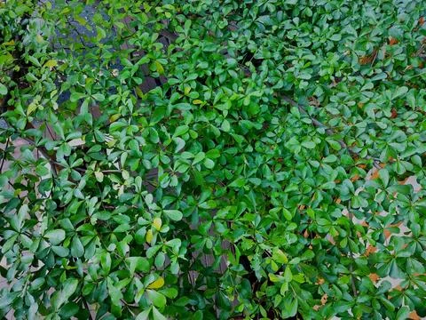 Nature Stock Photos