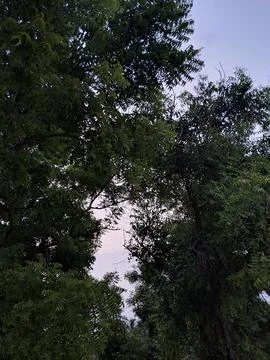 Nature  Foto stock