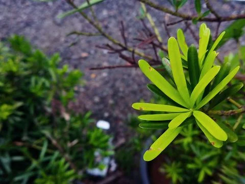 Nature Stock Photos