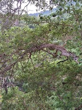 Nature  Stock Photos