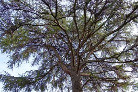 Nature Stock Photos
