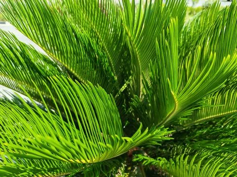 Nature Stock Photos