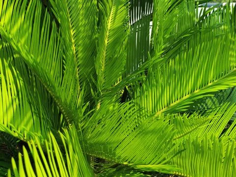 Nature Stock Photos