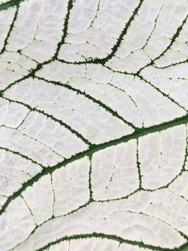 Nature Stock Photos