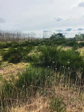 In Nature 库存照片