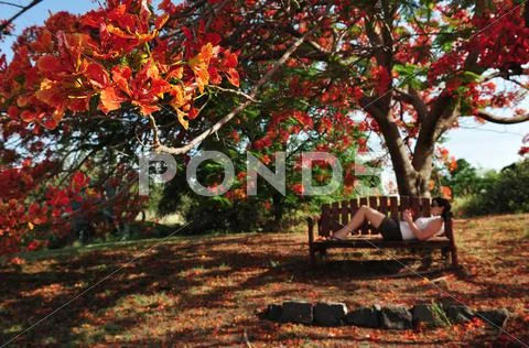 Nature photos - trees Stock Photos