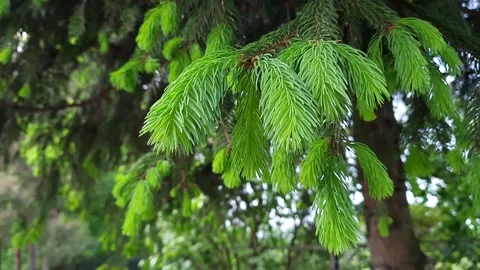 Nature. Pine branch Stock Footage 278334927