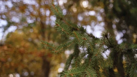 Nature: pine branches and needles. can be used as background. Slow motion 스톡 동영상 128193685