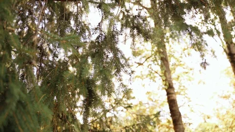 Nature: pine branches and needles. can be used as background. Slow motion Stock Footage 128193716