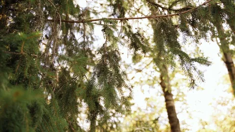 Nature: pine branches and needles. can be used as background Stock Footage 128194289