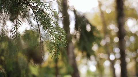 Nature: pine branches and needles. can be used as background 스톡 동영상 128194383