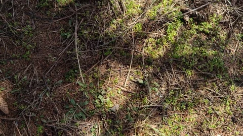 Nature in a pine forest 스톡 동영상 330639135