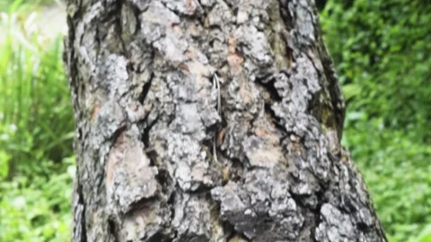 Nature  Pine tree Stock Footage 149856554