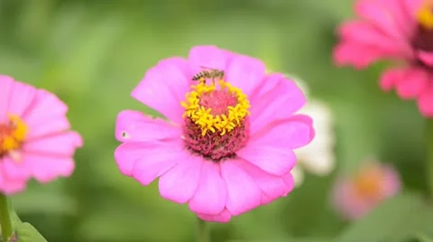 Nature in Pink Stock Footage 11758969