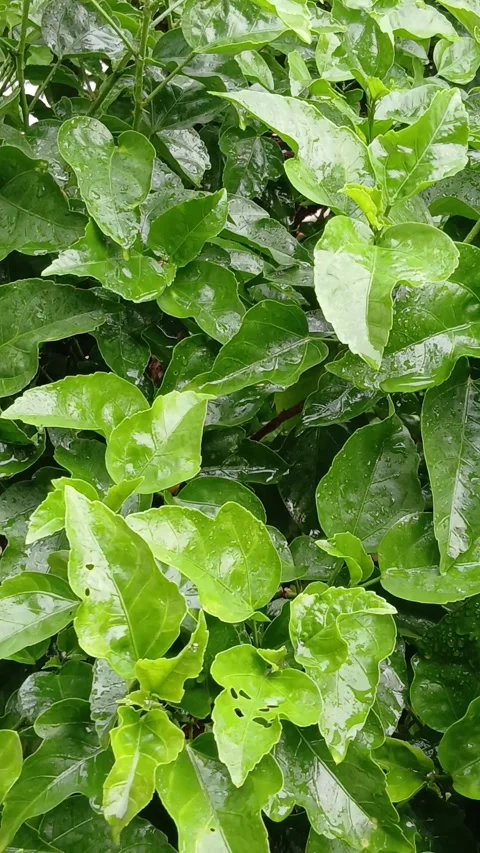 Nature Plant Background Stock Footage 327175829