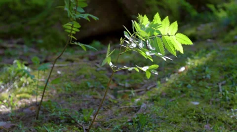 Nature plant (camera slider) Stock Footage 37755003