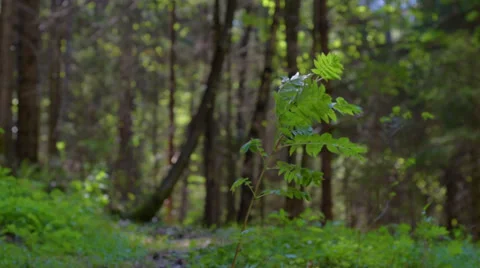 Nature plant (camera slider) Stock Footage 37755765