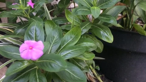 Nature plant Video stock 243342372