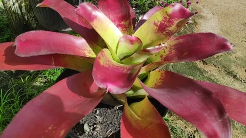 Nature plant Stock Footage 243745860
