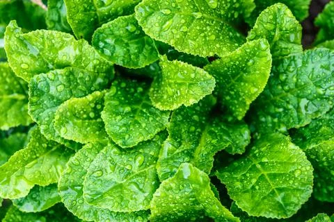 The nature plant pattern as a background or wallpaper.Beauty transparent drop Stock Photos