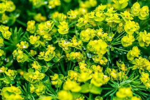 The nature plant pattern as a background or wallpaper.Beauty transparent drop Foto stock