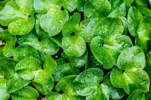 The nature plant pattern as a background or wallpaper.Beauty transparent drop Foto stock