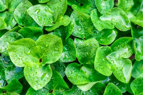 The nature plant pattern as a background or wallpaper.Beauty transparent drop Foto stock