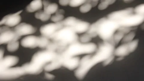 Nature plant shadow light grey wall calming mood Stock-Footage 322739923