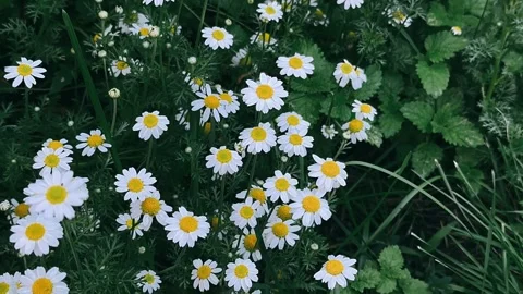 Nature, plant, spring, macro, leaf, flowers, garden, flora, summer, blossom, Stock Footage 247213974