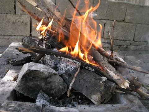 Nature, Plants, flower, fruit, Tree, Stock Photos