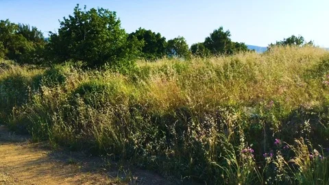 Nature &amp; plants Stock Footage 90924526