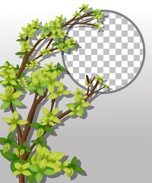 Nature plants frame transparent background Stock Illustration