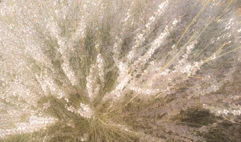 Nature-Plants Stock Photos
