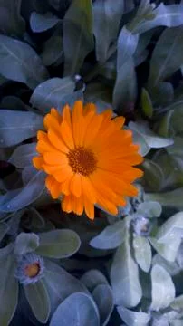 Nature-Plants Stock Photos