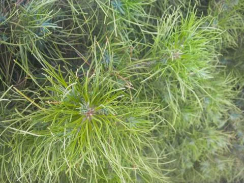 Nature-Plants Stock Photos
