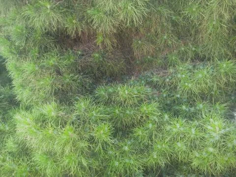 Nature-Plants Foto stock