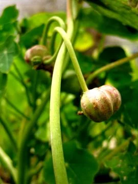 Nature-Plants Stock Photos