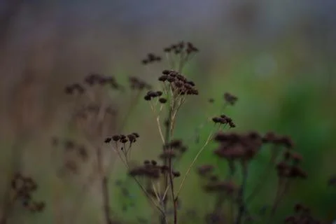 Nature plants Stock Photos