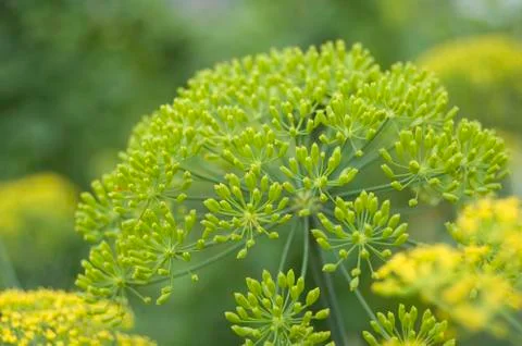 Nature Plants Stock Photos