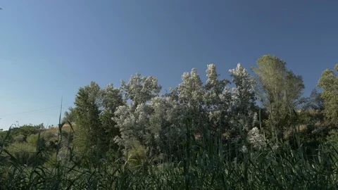 Nature plants trees sky summer cun agriculture corn blossom bloom Stock Footage 113112900