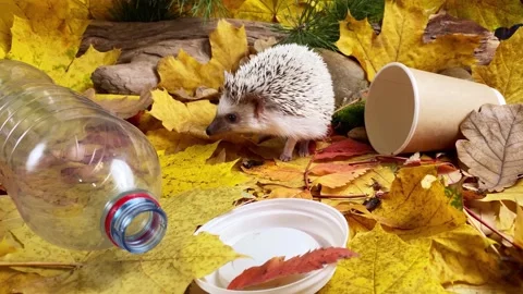 Nature pollution. Hedgehog at plastic trash in forest. Stock Footage 219260380