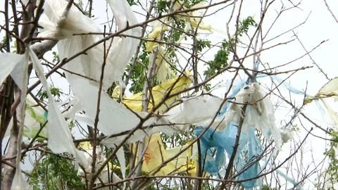 Nature pollution, plastic bags on trees Stock Footage 88653196