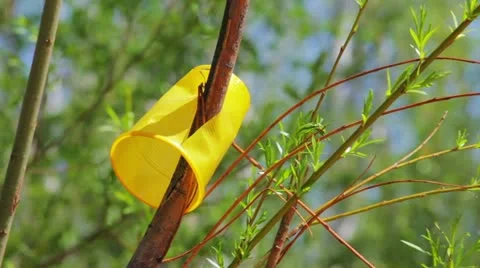 Nature pollution with plastic cup on the tree Видео 11237843