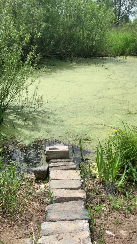Nature by the pond Stock Footage 195954237
