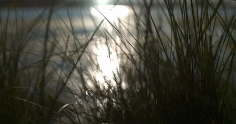 Nature Pond Slow Motion Abstract Macro Push Stock Footage 114472381