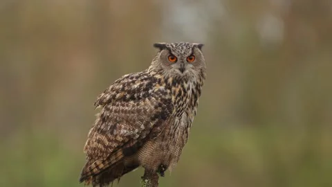 Nature, Predator, Eurasian, Forest Stock Footage 303630886