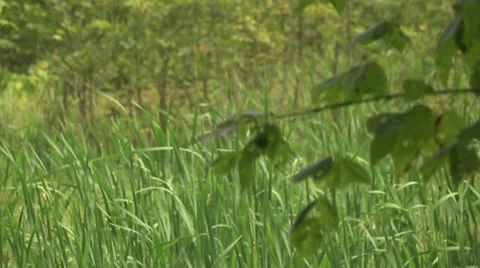 Nature preserve rack focus Vidéo 35268755
