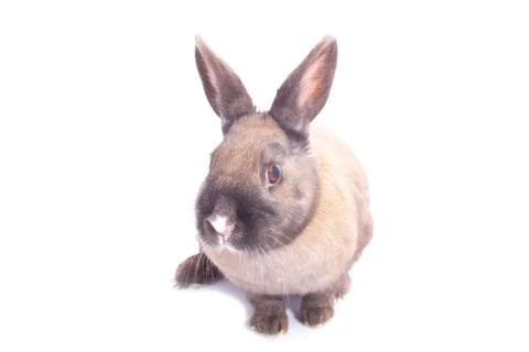 Nature Rabbit Stock Photos