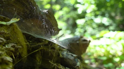 Nature - A ragged web sways in the wind Stock Footage 157974746